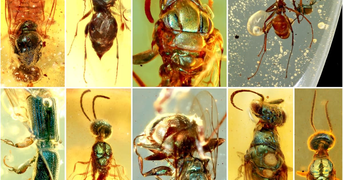 99-million-year old bugs reveal an ancient world of vibrant color