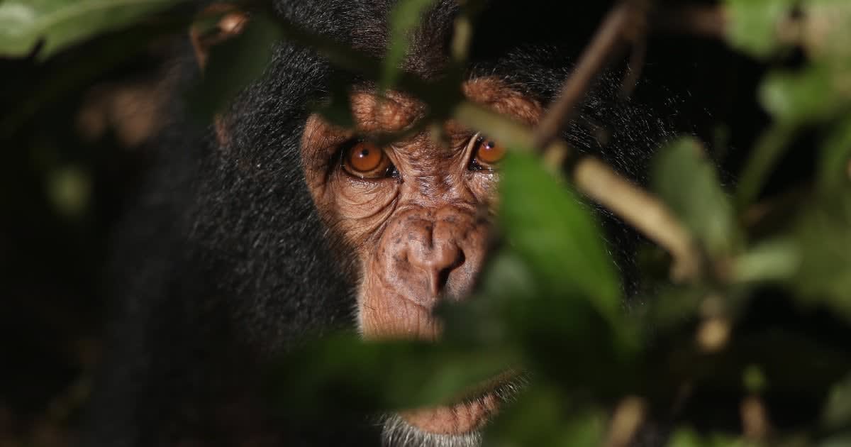 Scientists have captured chimpanzees performing a bizarre ritual