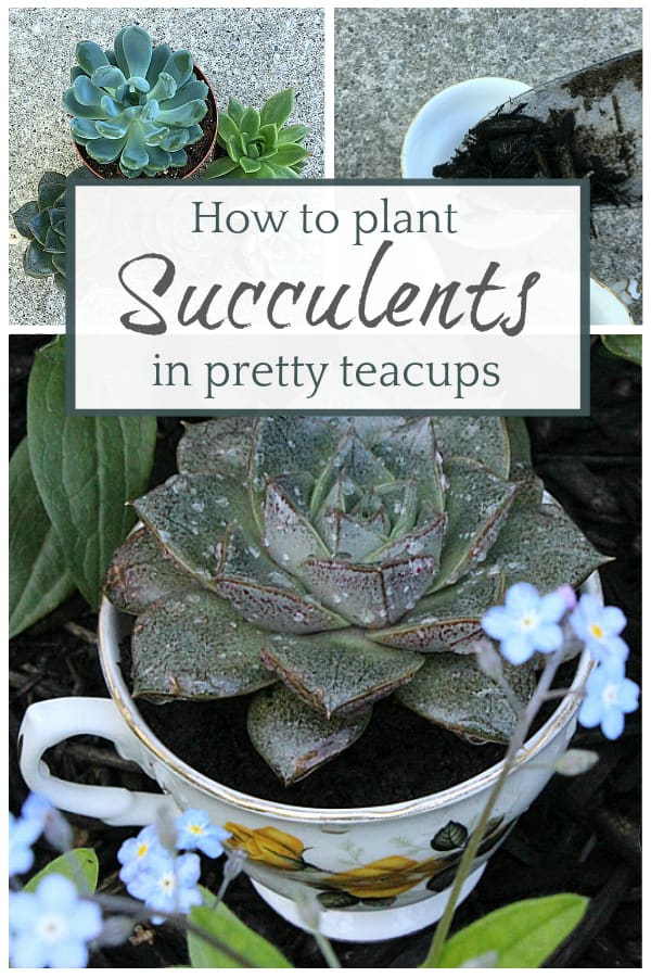 How to Plant Succulents in Pretty Tea Cups!