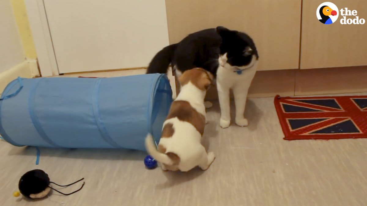 Cat thinks his new puppy siblings are the worst until he realizes they love playing with the same toy 💜😻