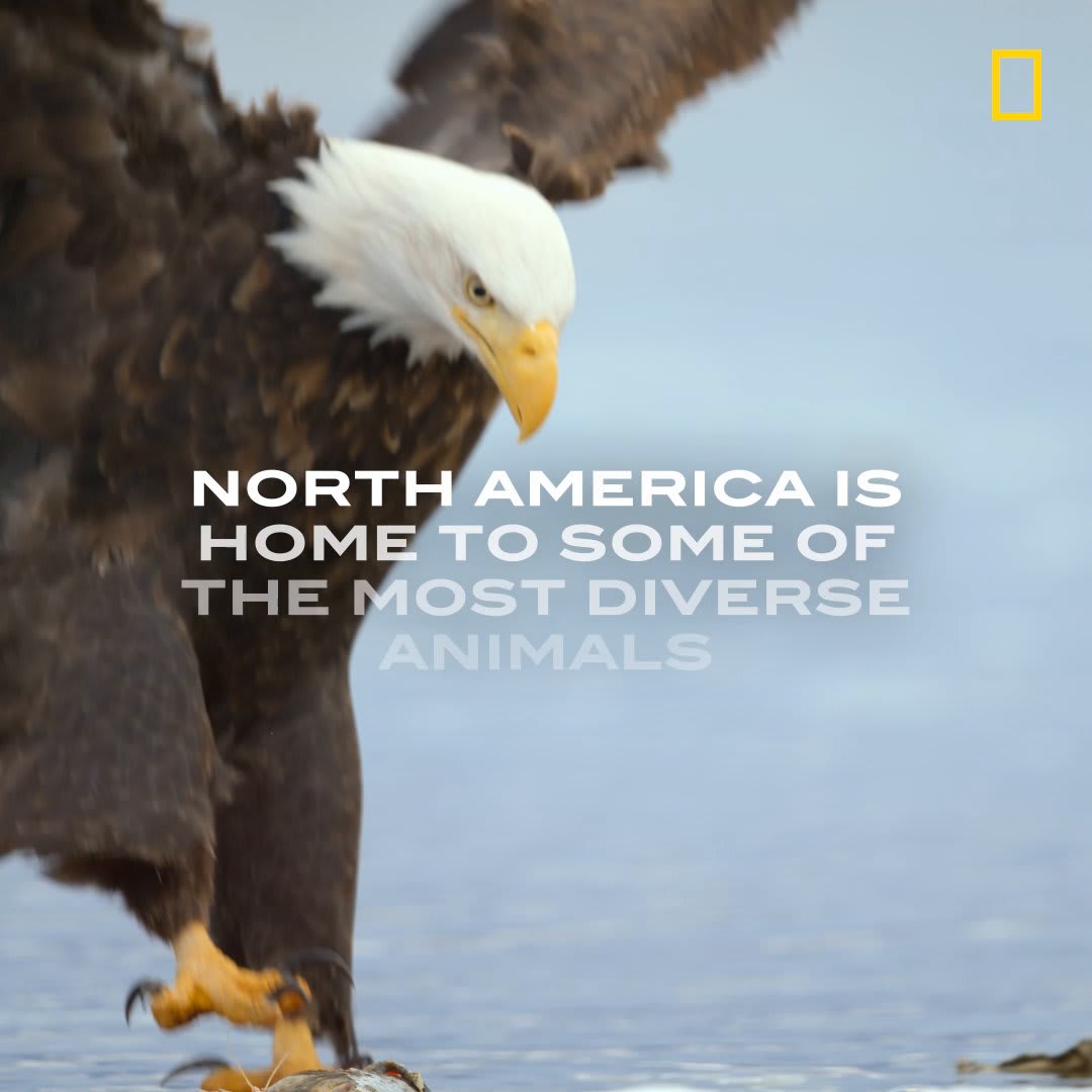 Did you know sea otters can hold their breath for 8 minutes? Or that