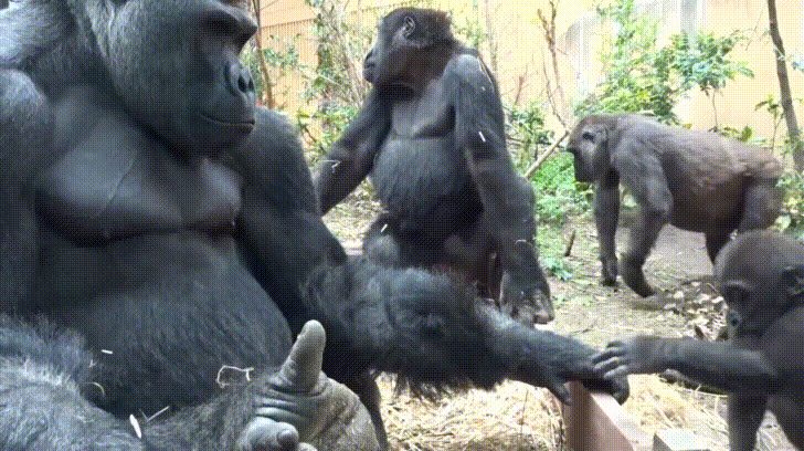 When an adult Gorilla drums their chest, it's usually posturing and they perceive it as an aggressive move, but babies are allowed to do it