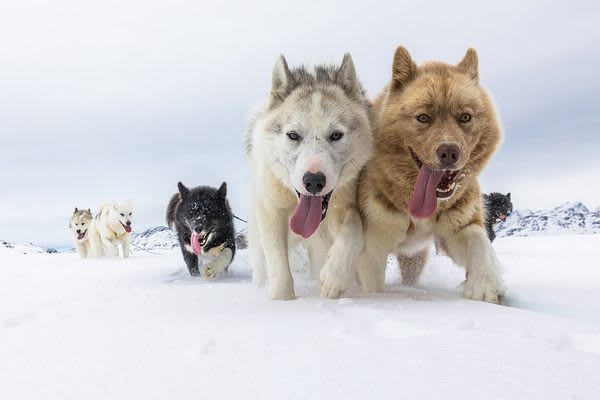 Sled Dogs Have Long Been Central to Life in the Arctic