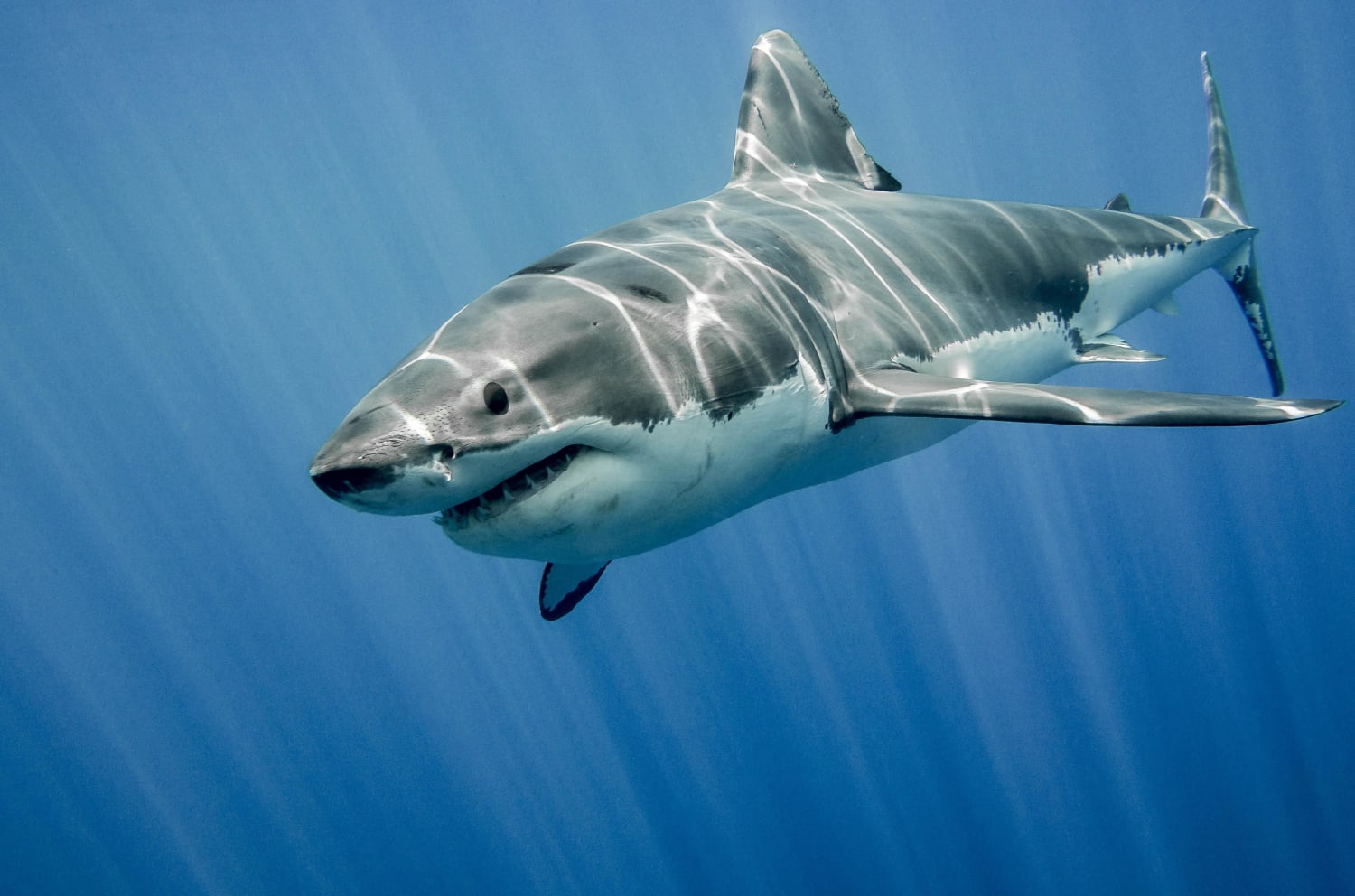 A Great White Shark roaming freely in the open ocean. It’s a beautiful, majestic animal isn’t it?
