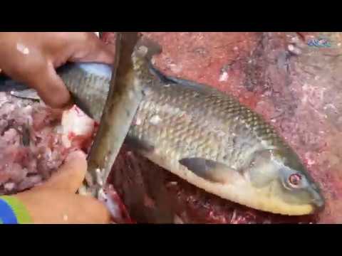 HOW TO FASTEST FISH CUTTING - RUI FISH SLICING IN FISH MARKET - HOW TO CUT A RUI FISH FOR COOKING