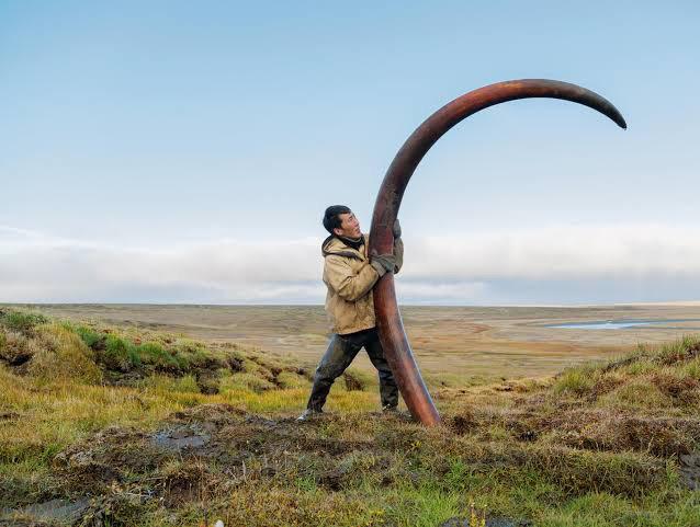 This mammoth tusk found in Siberia