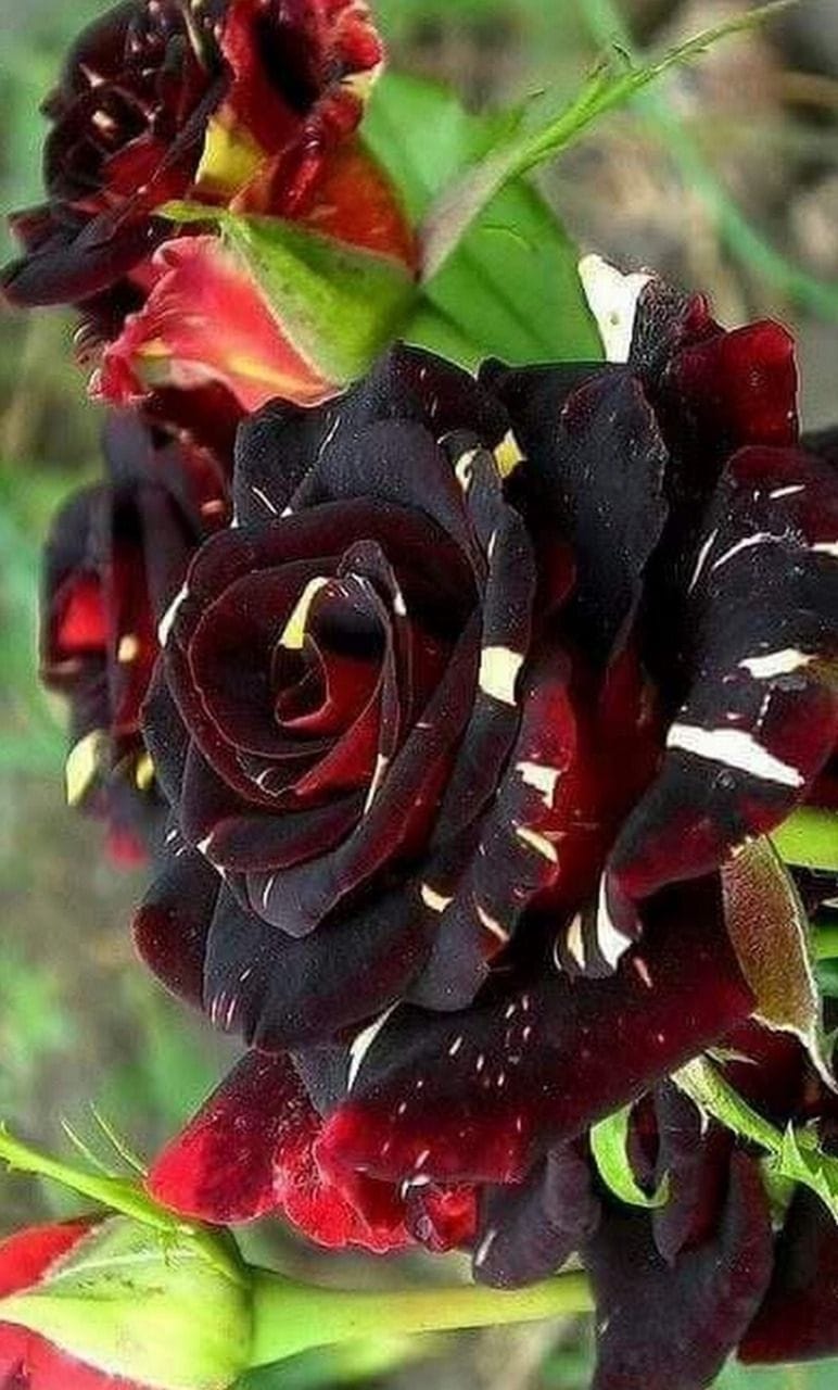 Dark red rose