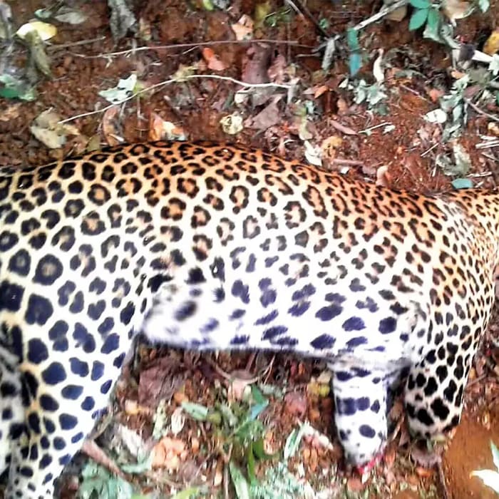 In rare brutality, leopard poached with its paws and teeth hacked off