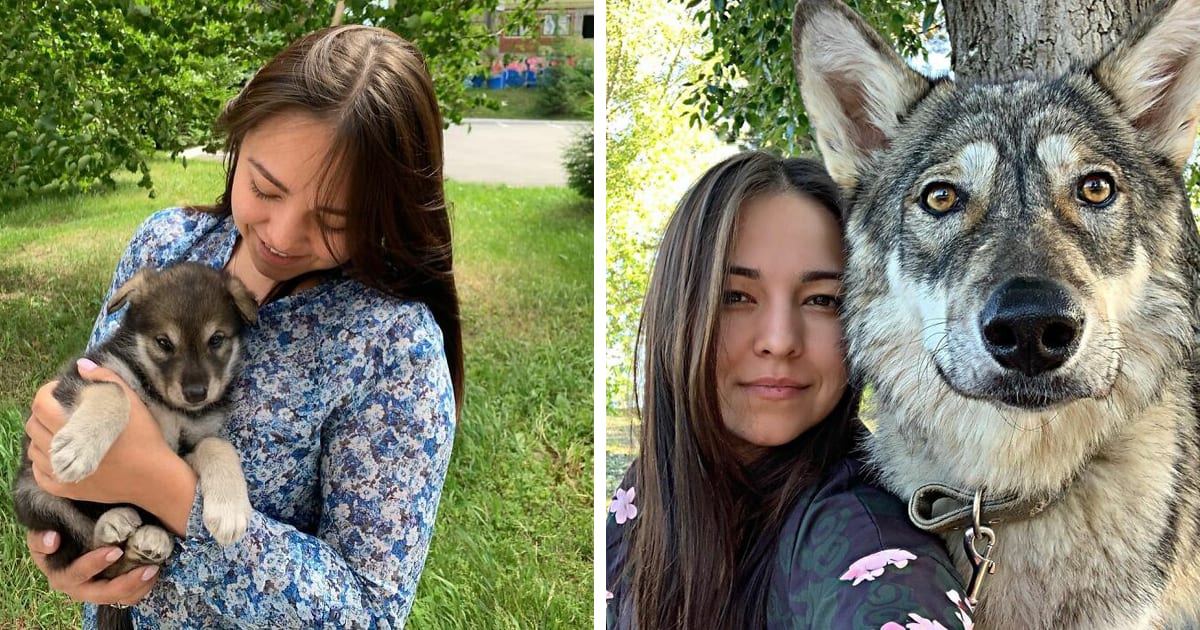 Woman Adopts A Wolf Cub From A Shelter Because It Wouldn’t Have Survived In The Wild