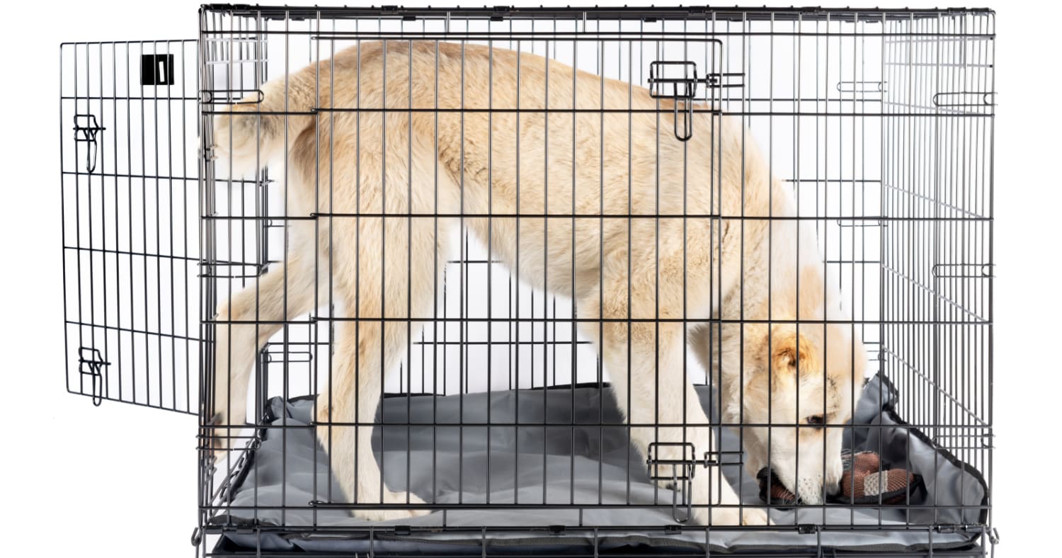 3-Door Dog Crates: Why You'd Want Them & Which Ones to Buy