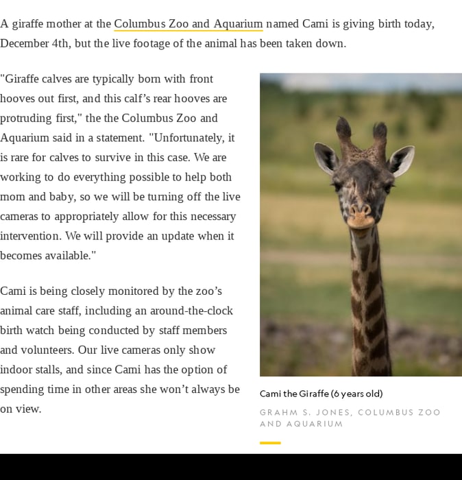 Giraffe Births at the Columbus Zoo