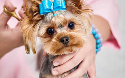 4 Benefits Of Getting Your Pet Groomed By Vets