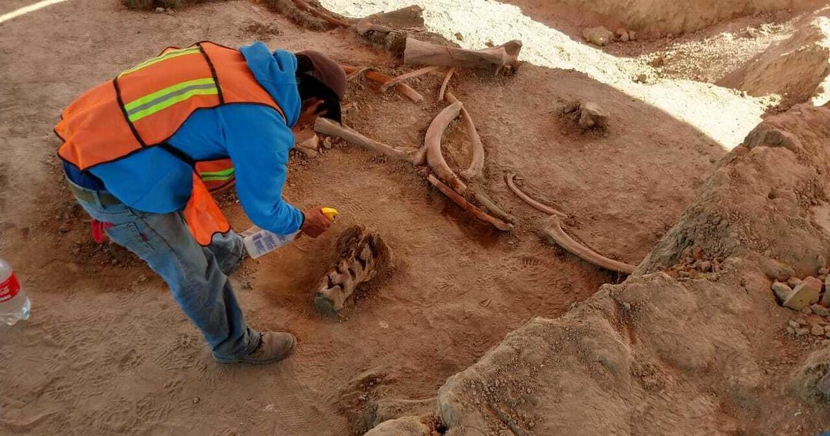 Bones of about 60 mammoths found near ancient lake in Mexico