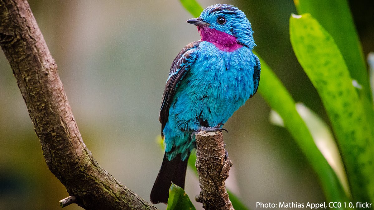 Say “hi” to the Spangled Cotinga! This South American bird forages on fruits & berries in its forest habitat, where it's an important seed disperser. Since it prefers to hang out on the tops of the tallest trees, it’s hard to spot from the ground.