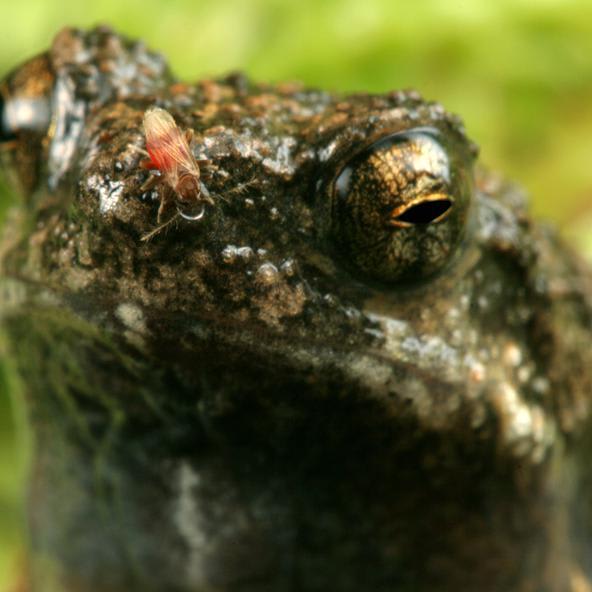 When these frogs move to cities, they change the way they flirt