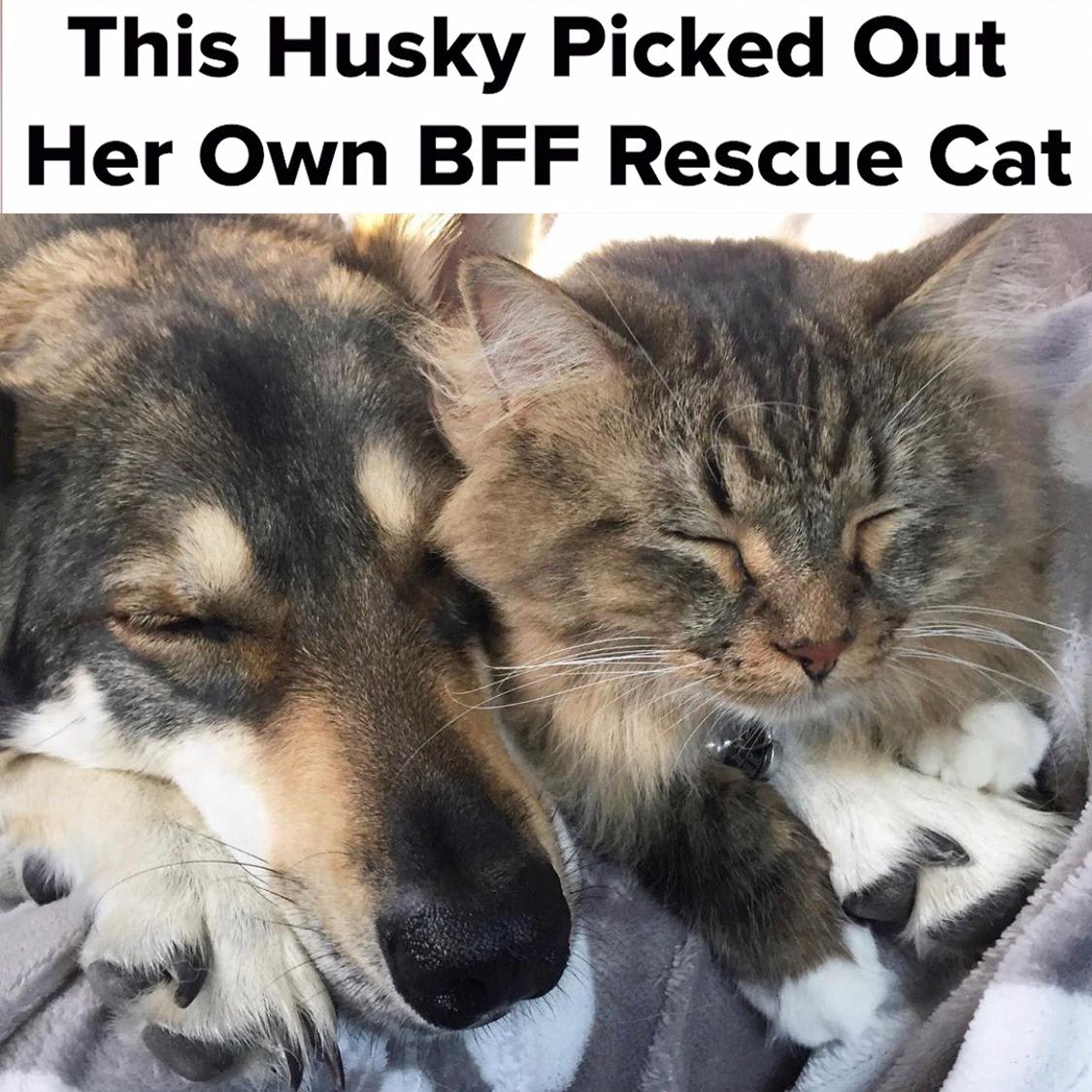 This Husky Picked Out Her Own BFF Rescue Cat