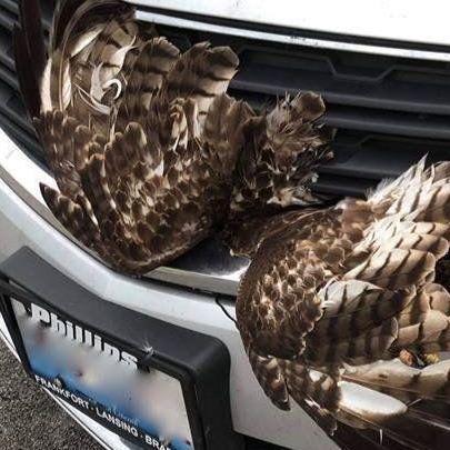 Hawk takes a hit but may survive because a South Holland couple didn't give up on it