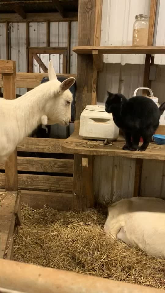 One of our goats is in labor. Our sweet barn kitty Blackjack always comes to make sure things are okay, and they’re happy to return the love with scritches.