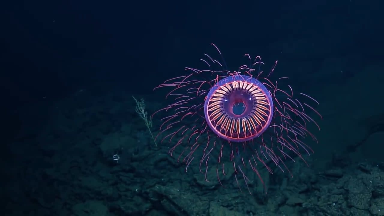 The Halitrephes maasi jellyfish is one of the most alien creatures on the planet