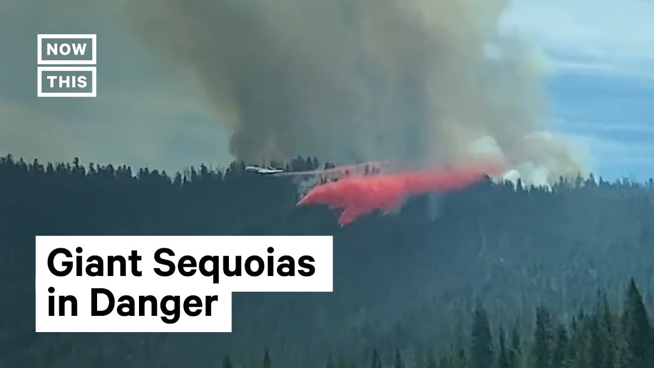 Yosemite National Park Giant Sequoia Trees Threatened By Wildfire 