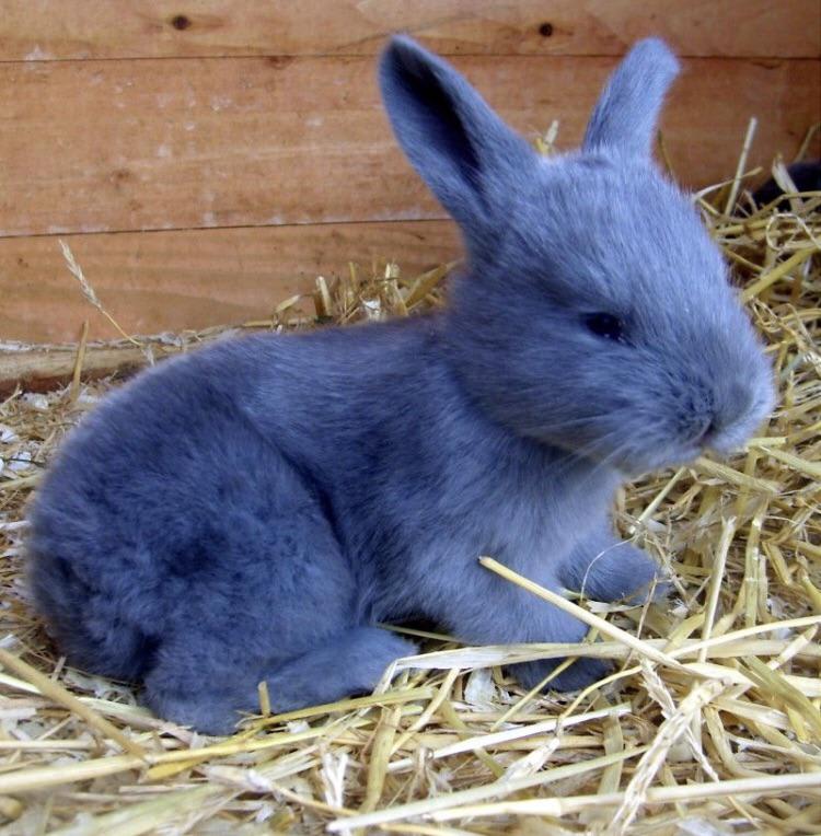 This is a REAL breed of rabbit called the Blue American Rabbit