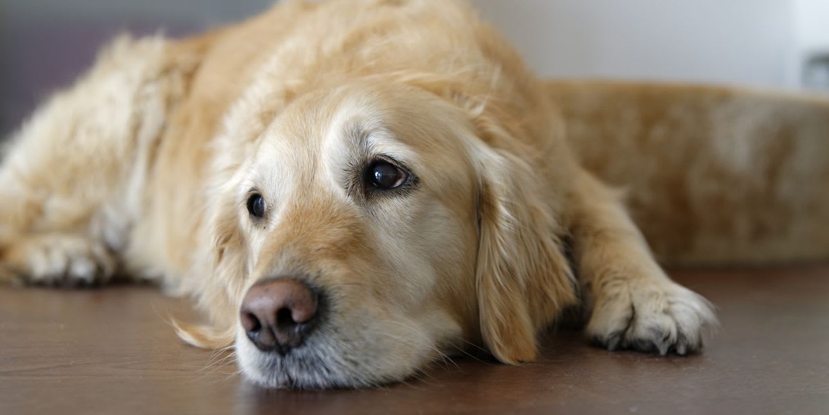 Dogs go through puberty too, a new study has found