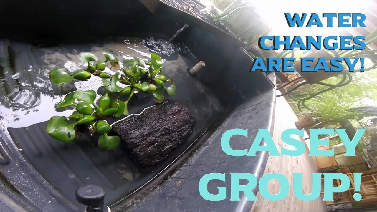 Water Change For The Casey Group