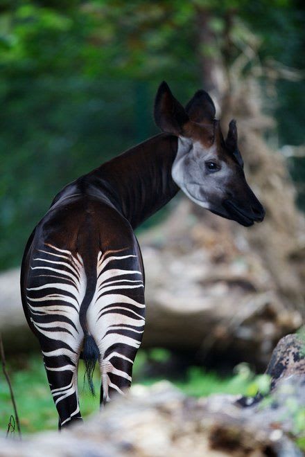 Okapi in Natural Habitat