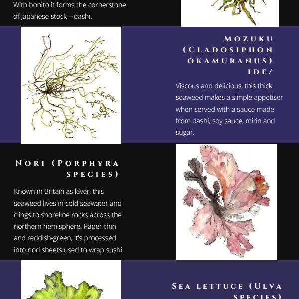 Edible Seaweed Guide
