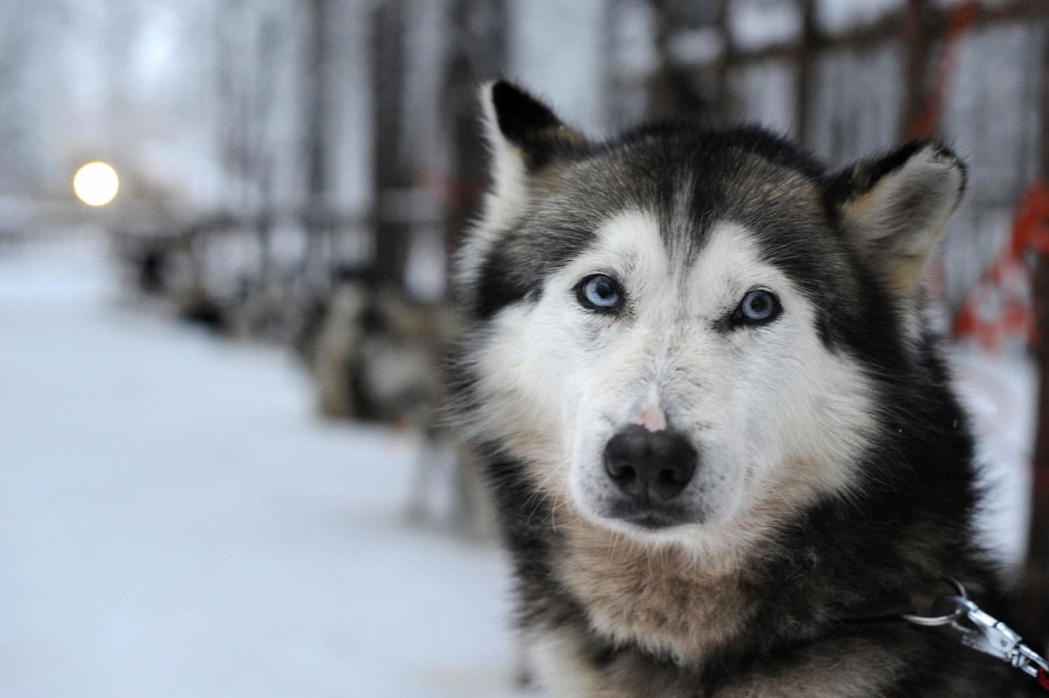 Why Siberian huskies have those brilliant baby blues