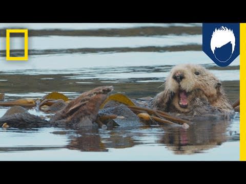 Sea Otters: This Kelp Forest’s Best Friend | National Geographic