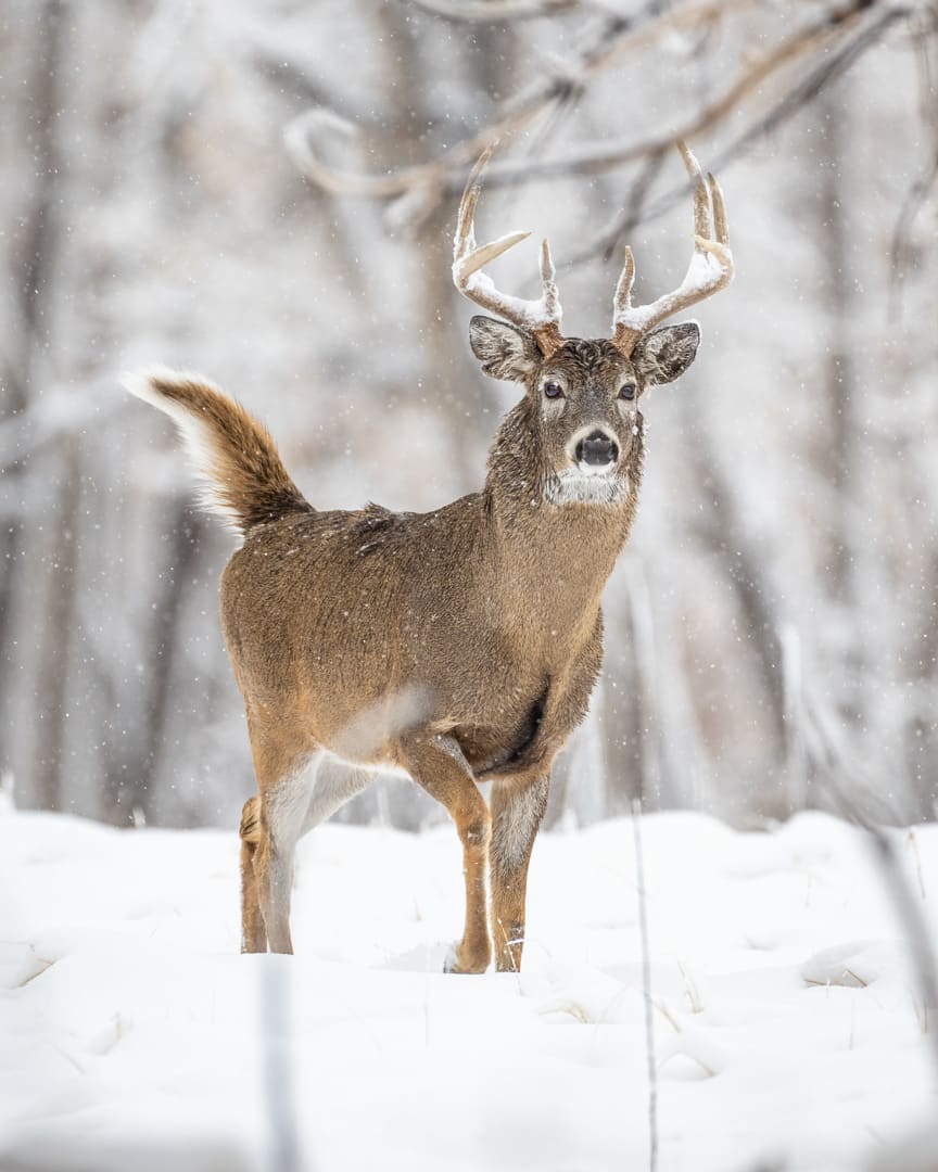 A frosty white-tailed deer buck moves with determination through Rocky ...