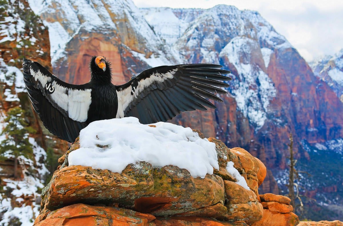 There are over 1,600 species of plants and animals listed as endangered or threatened in the United States. Agencies like @USFWS and @USGS work with partners to restore imperiled species, like the largest land bird in North America, the California condor.