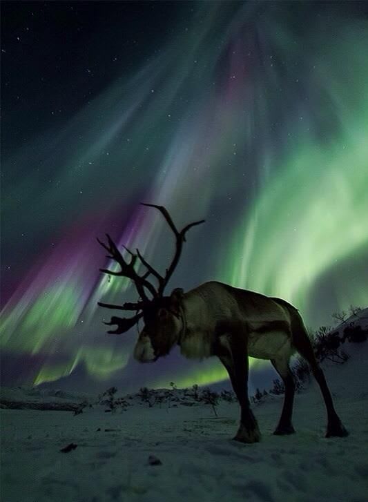 Reindeer under the aurora borealis
