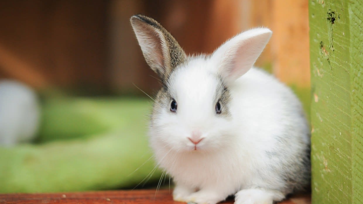 Understanding The Behavior Of Your Rabbit - The Juicy Mango Media