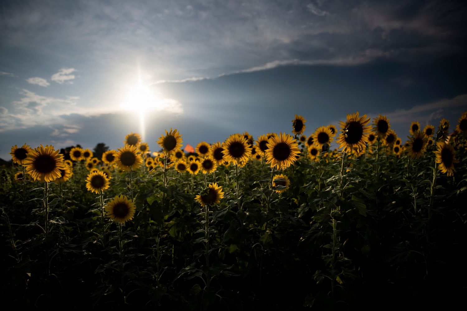 Tiny sunflowers that bend toward light and harvest solar energy created by U.S. scientists