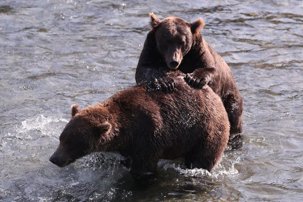 It's Fat Bear Week in Alaska, And There's Still Time to Vote