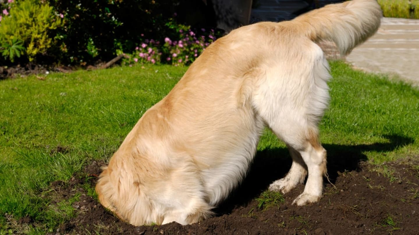 Why Do Dogs Like to Bury Things?