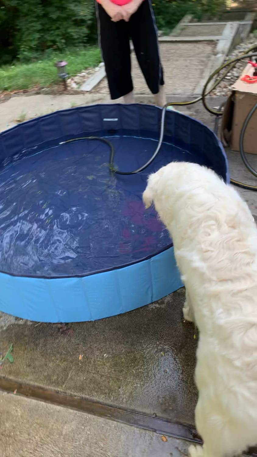 We got him a new doggy pool