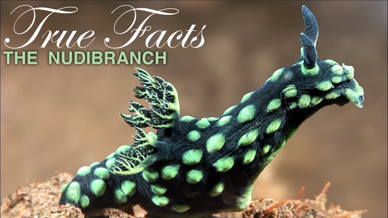 True Facts: Freaky Nudibranchs