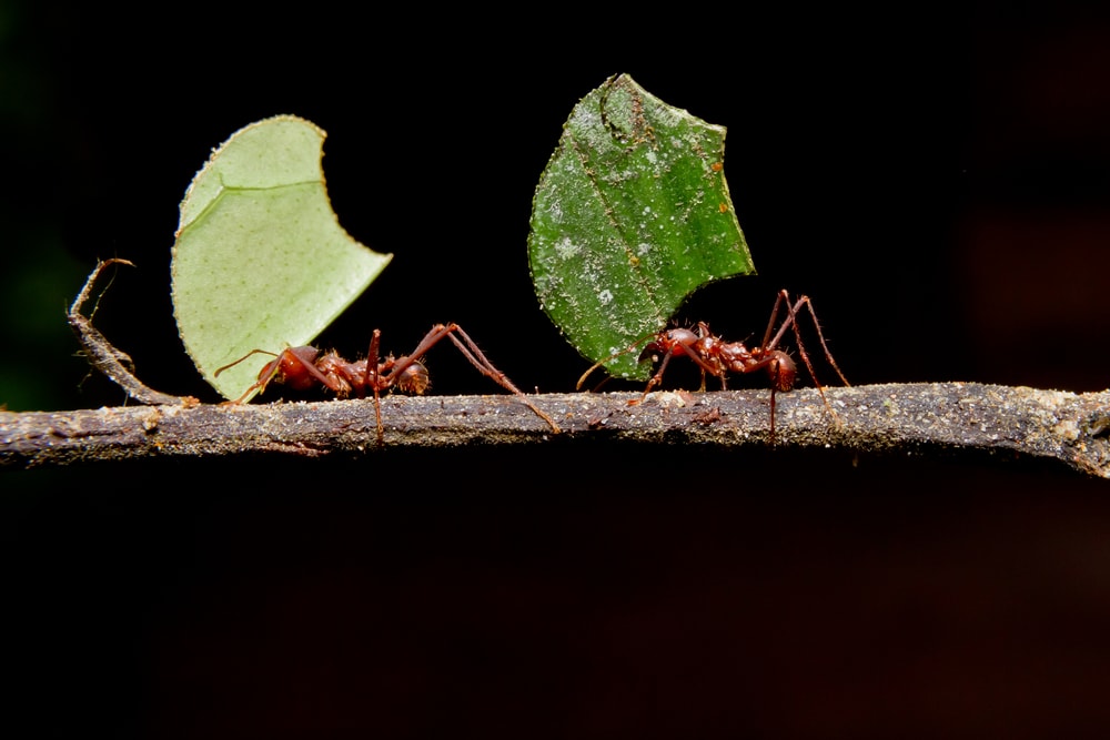 What Ants Can Teach Humans about Farming