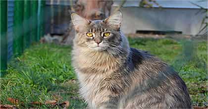 7 Fun Facts About Maine Coon Cats