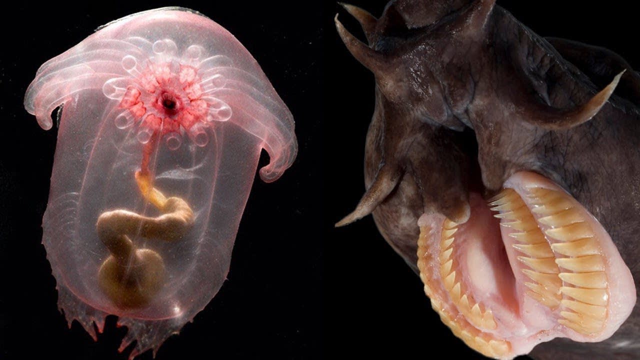 Hagfish, Pyrosomes and More: Strangest Deep Sea Creatures Ever Documented
