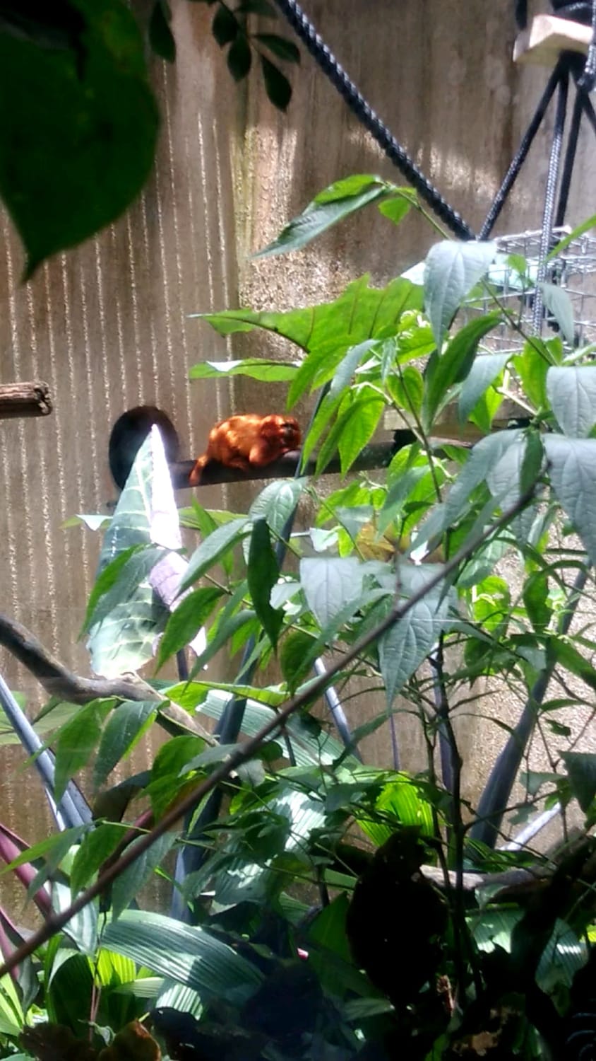 Golden lion tamarin chilling. The species is one of the rarest on the planet, almost extinct to be trafficked as a pet or for its metallic like golden fur to become a scarf. Brazilian species