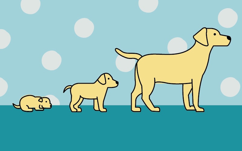 A Dog's Life: The Canine Developmental Stages