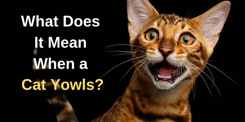7 Common Cat Noises And What They Mean