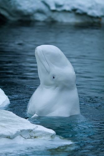 Endangered Beluga Whales Threatened by Oil Exploration in Alaska's Cook Inlet