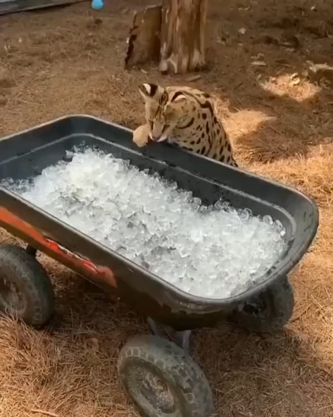 Serval sees ice for the first time
