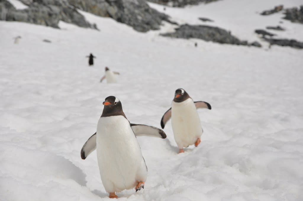 The Best Things to do in Antarctica