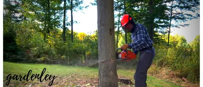 How to cut trees with a chainsaw